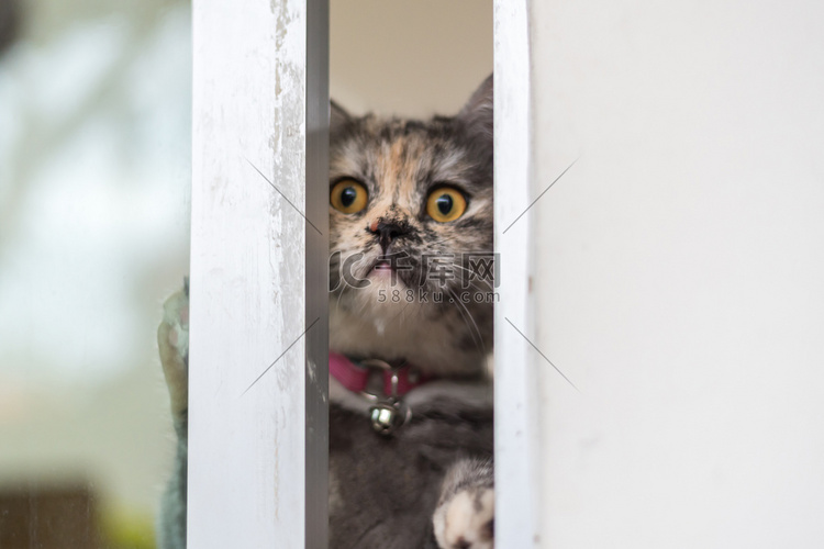 猫看着窗外或门等着什么