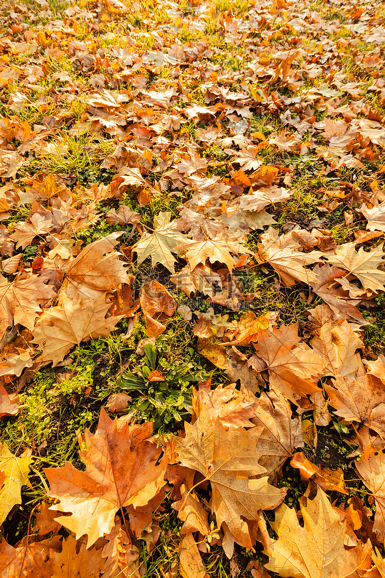 秋天干燥的落叶