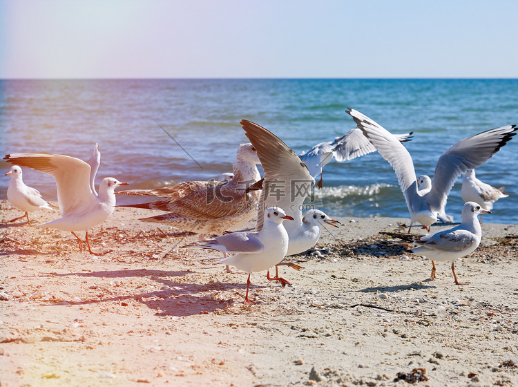 夏季，一群白海鸥在黑海岸边飞翔