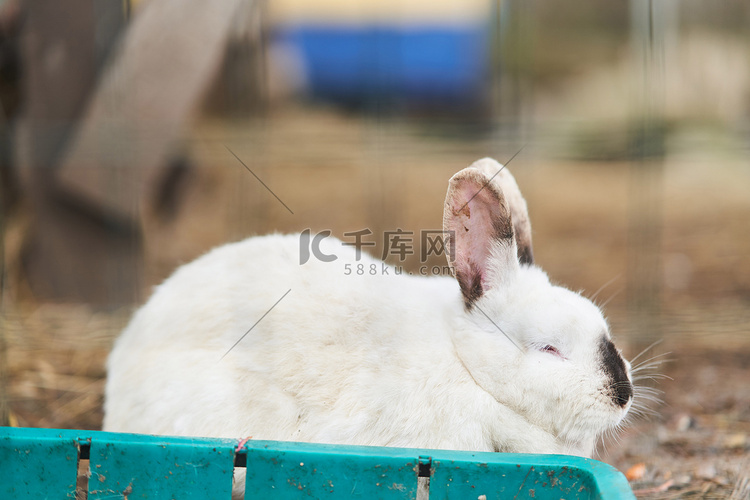 白色毛茸茸的兔子在户外吃杂草。