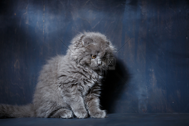 苏格兰折耳猫的灰色小猫在灰色背