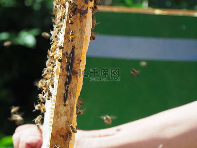 养蜂大师从蜂群的蜂箱中取出装有