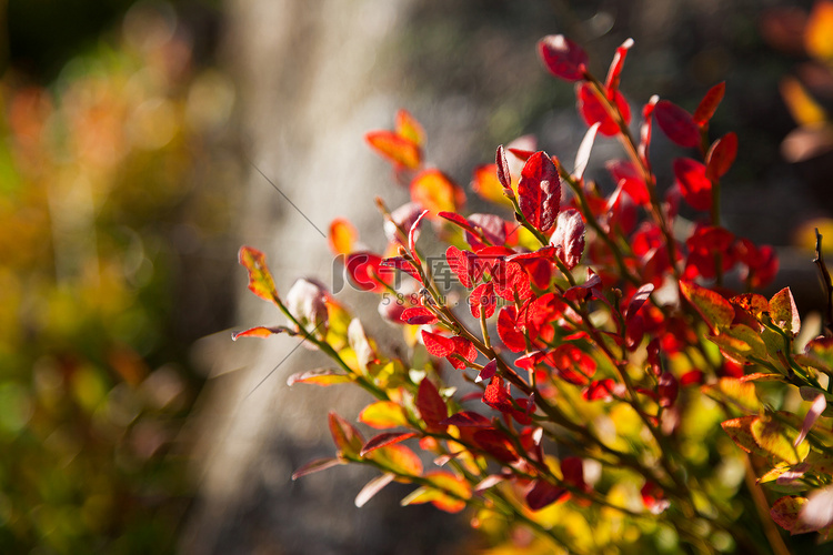 秋天的自然背景-绿色和红色叶子