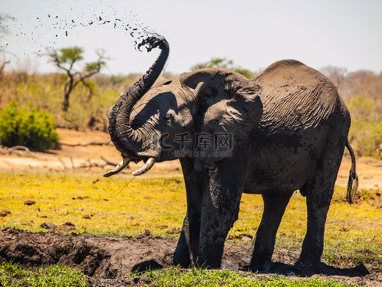 大象溅泥