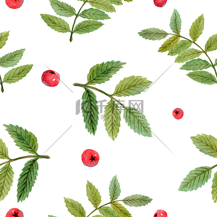 白色背景上带有红色浆果和绿叶的