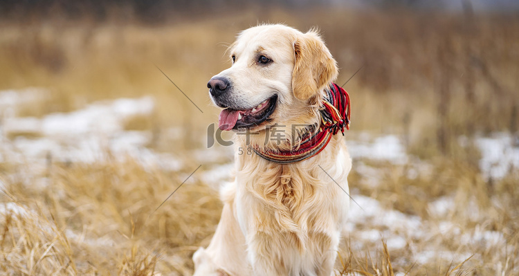 走在冬天领域的金毛猎犬狗