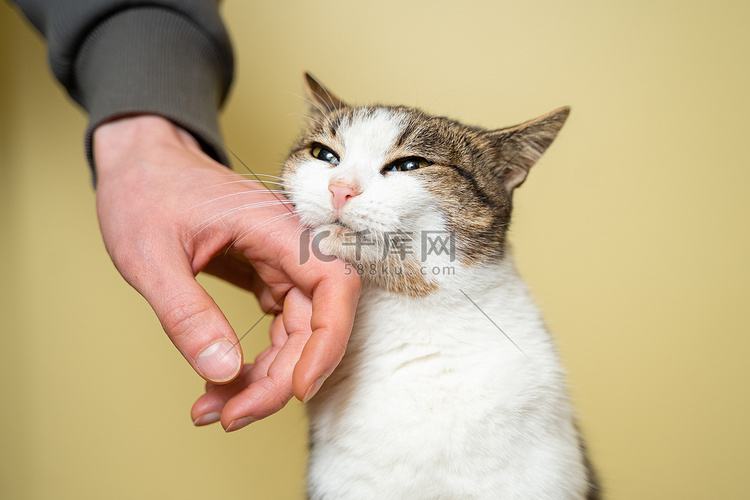 一只男人手抚摸着三种颜色的猫的