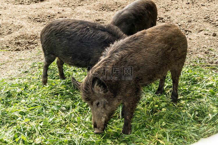 三只野猪正在吃绿色采摘的草