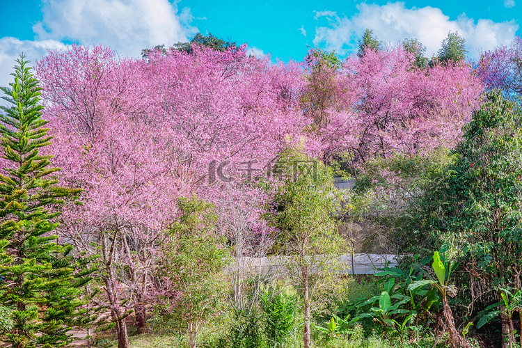 野生喜马拉雅樱花的绽放。