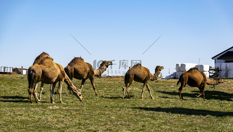 宾夕法尼亚州的骆驼群