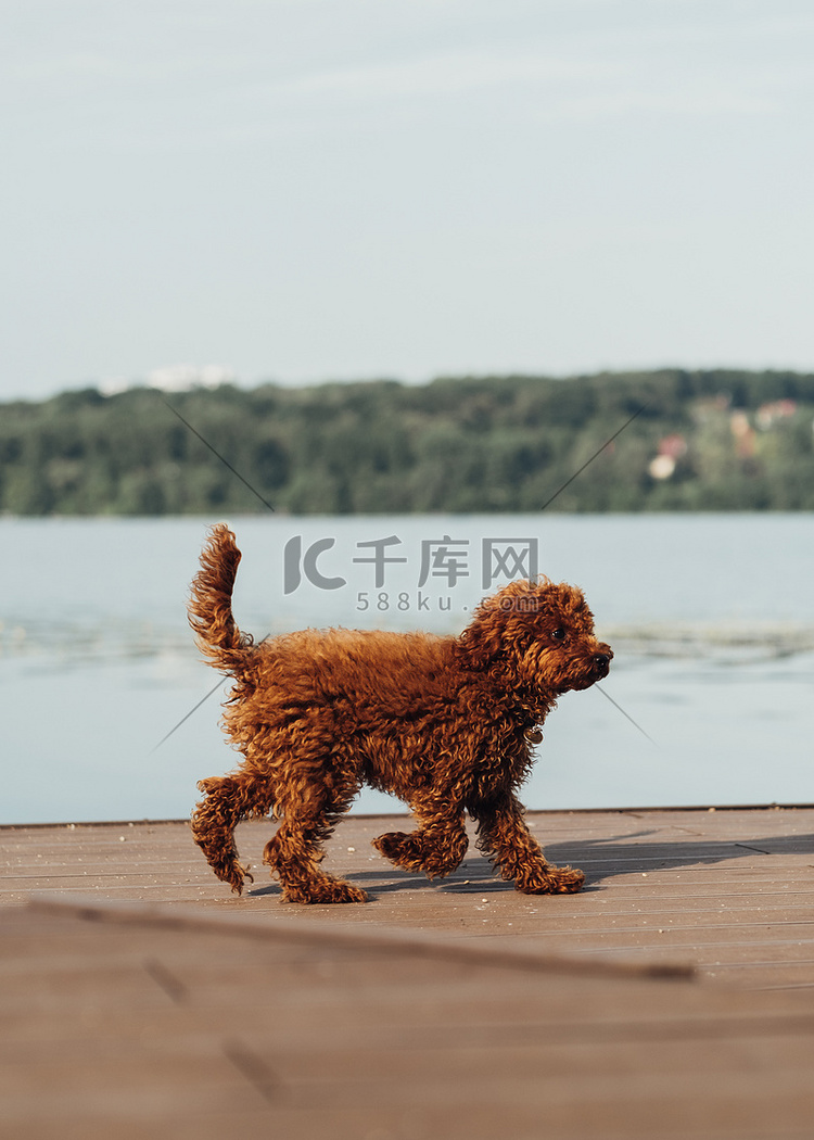 小红发狗，玩具贵宾犬在城市湖附