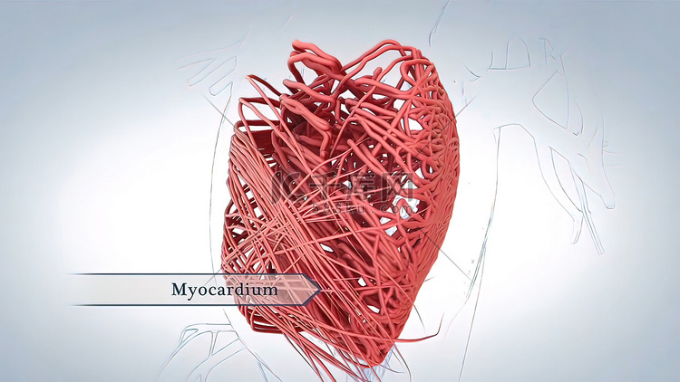 心脏的肌肉层称为心肌，由心肌细