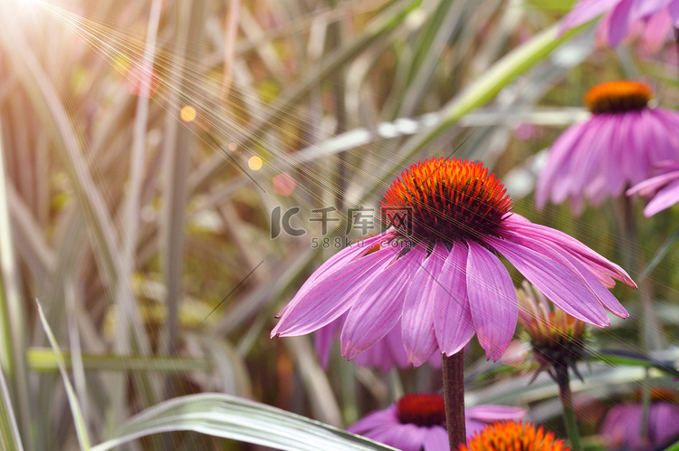紫锥菊，在绿草的背景上。