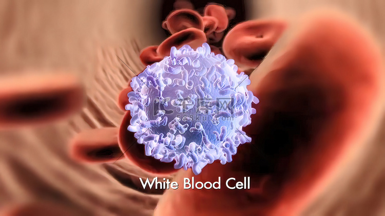 白细胞中性粒细胞的 3d