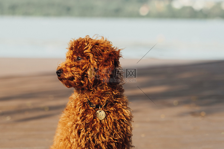 一只小红发狗的特写肖像，玩具贵