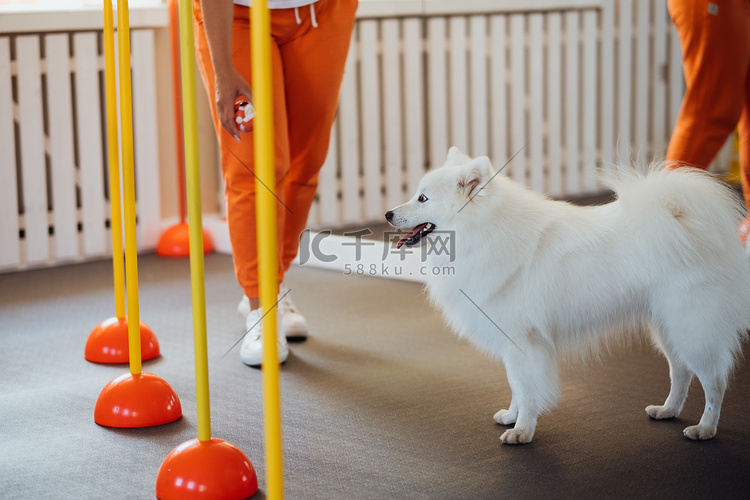 雪白狗在宠物屋与训练师一起训练