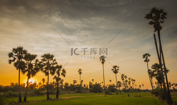 日落时泰国稻田上的剪影糖棕榈树