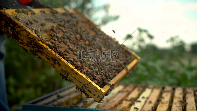 养蜂人用钳子从蜂箱中取出装有蜂