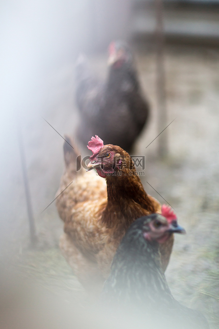 有雾的拥挤谷仓里的鸡画像