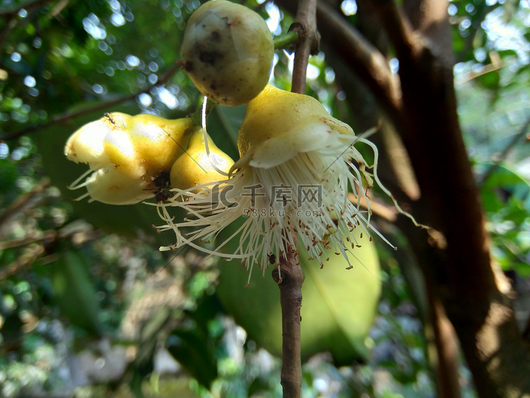 yzygium aqueum（