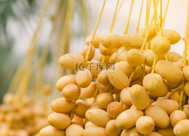 枣棕榈枝与成熟的枣