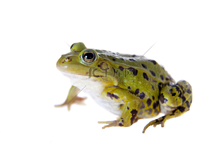 白色的绿池青蛙，Pelophylax Lessonae