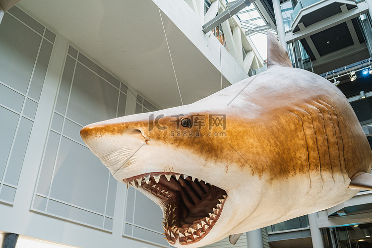 史密森尼博物馆的巨齿鲨复制品