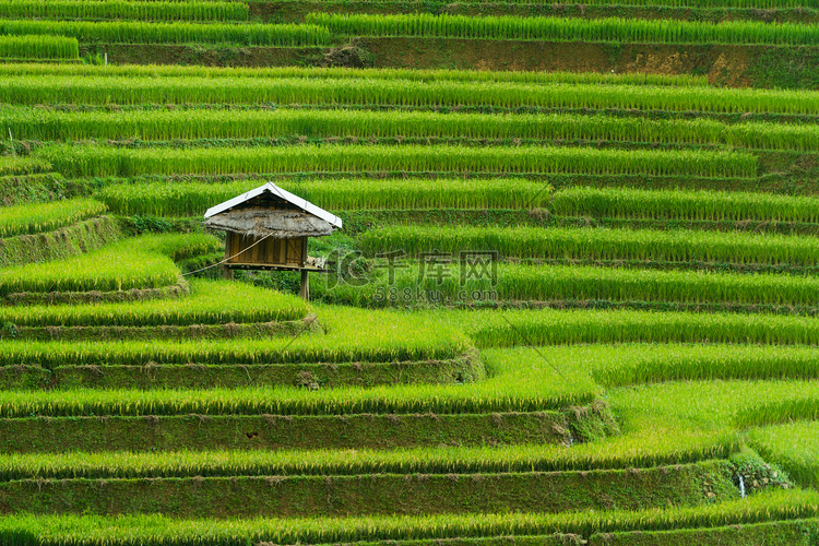 越南 Mu Cang Chai 的梯田