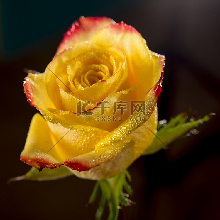 单朵鲜亮的湿黄玫瑰，花瓣有红色