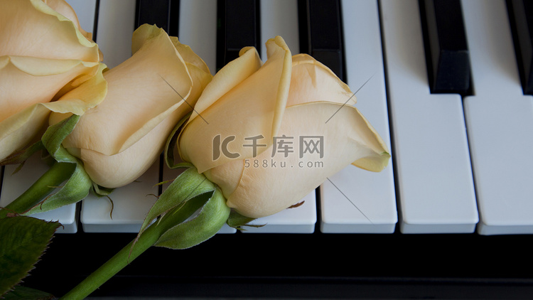 黑白钢琴键上的米色玫瑰，国际女