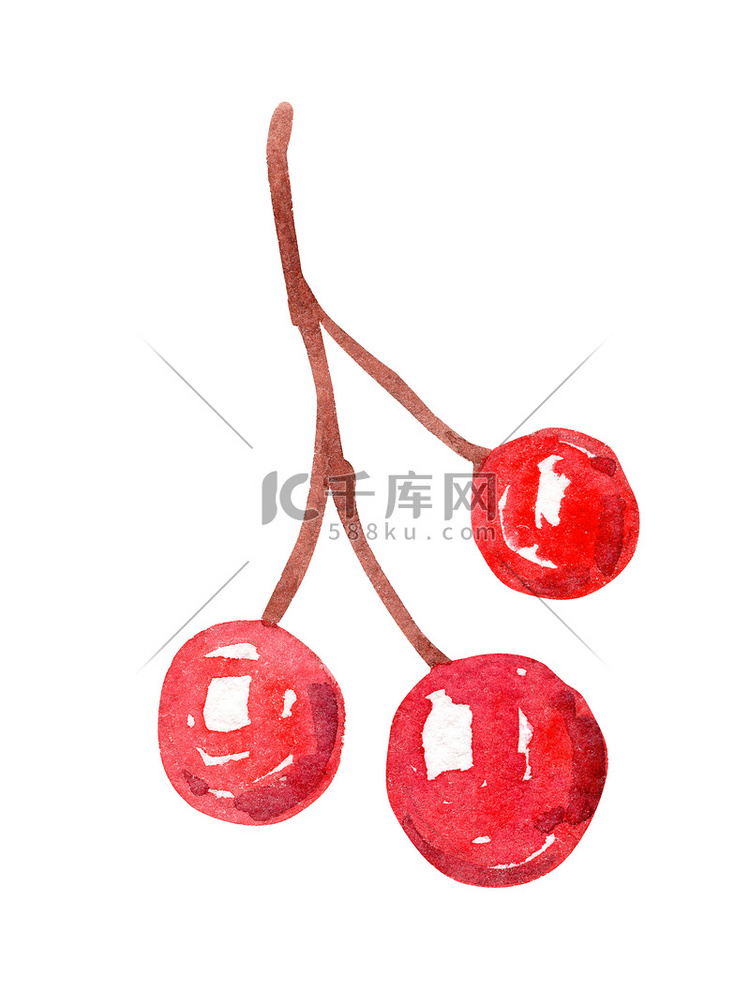 孤立在白色背景上的水彩红色浆果