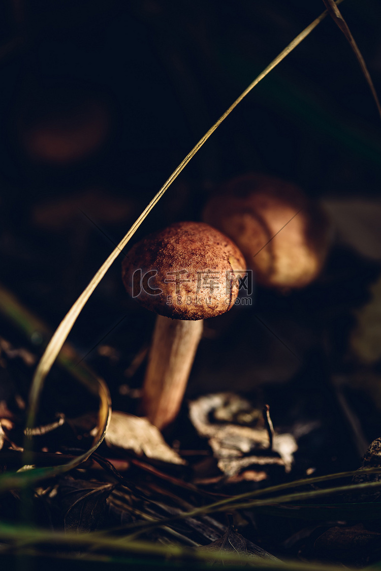 蜂蜜蘑菇在森林里