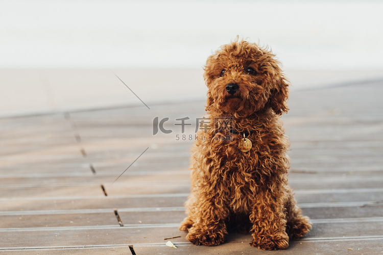 一只小红发狗的肖像，玩具贵宾犬
