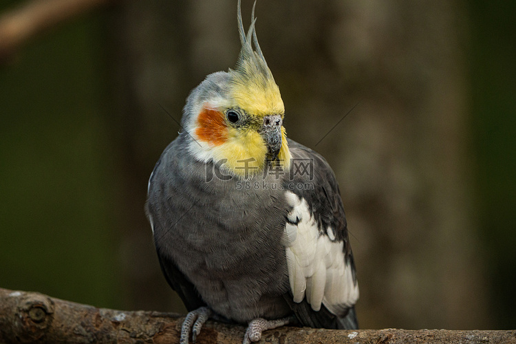 黄灰色鹦鹉玄凤鹦鹉坐在树枝上。