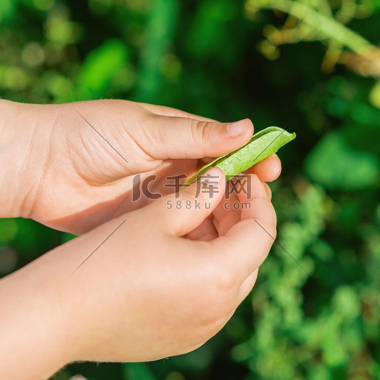 孩子手中的新鲜豌豆荚。
