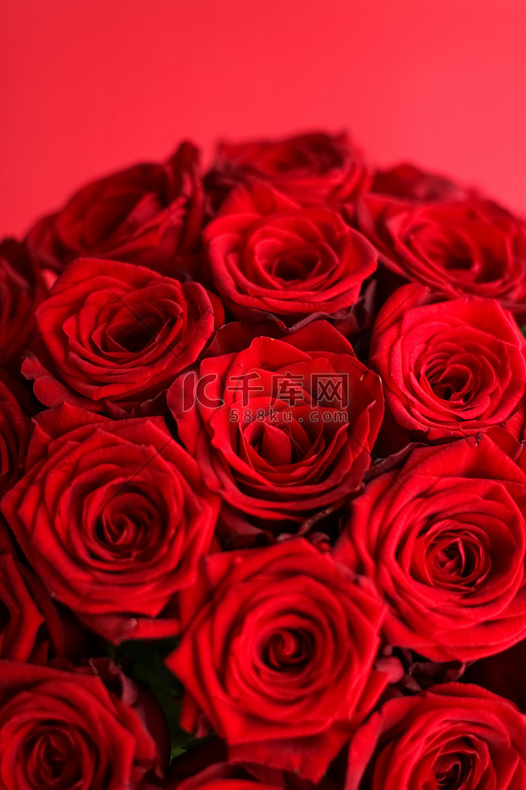 华丽的红玫瑰花束，盛开的花朵作