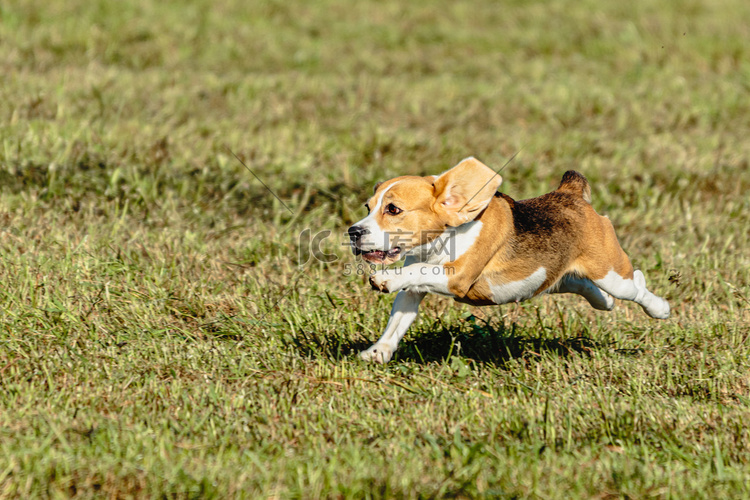 比格犬在田野上奔跑和追逐诱饵