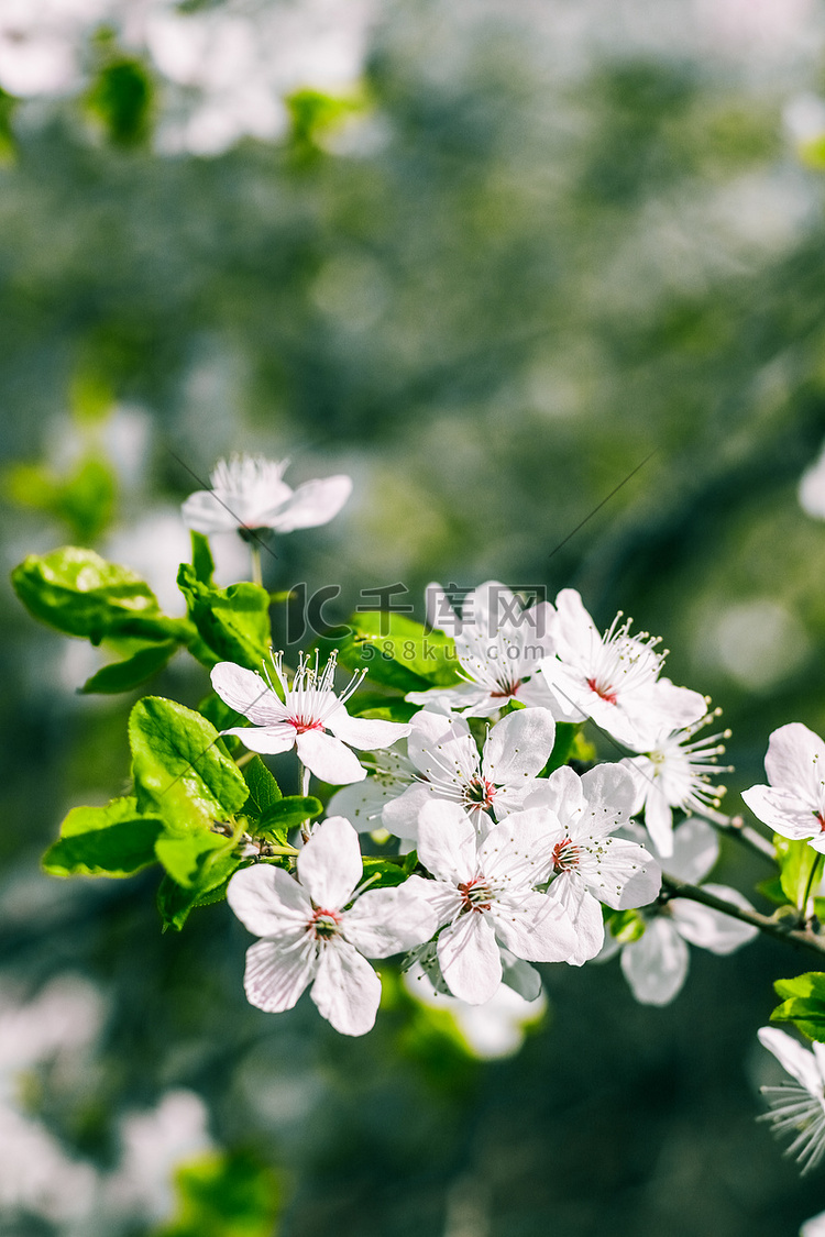 樱花树在春天开花，白花作为自然