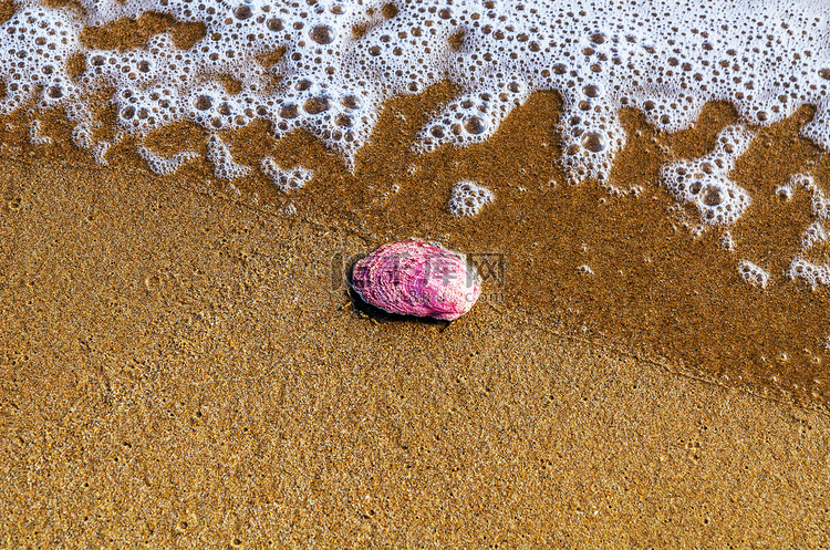 躺在沙滩上的天然贝壳，被水、阳