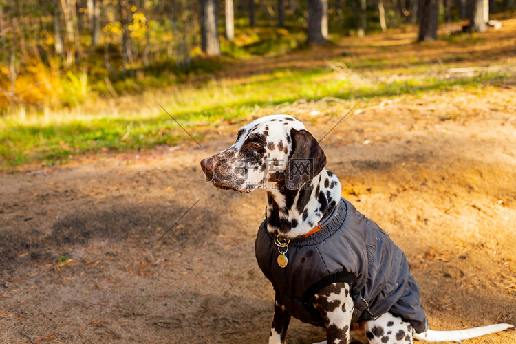 可爱的斑点狗在秋天的森林里。