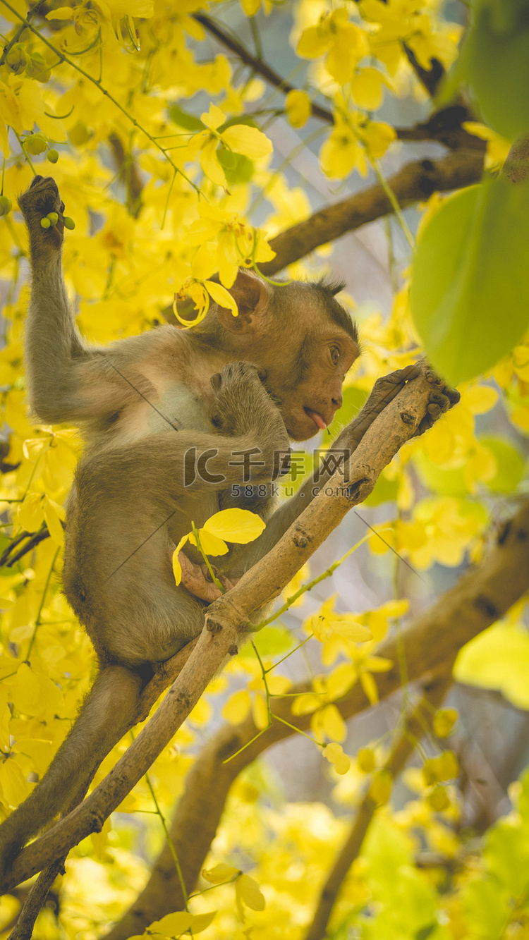东南亚泰国决明瘘树枝上的小猕猴
