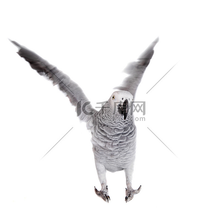 非洲灰鹦鹉，孤立在白色背景上