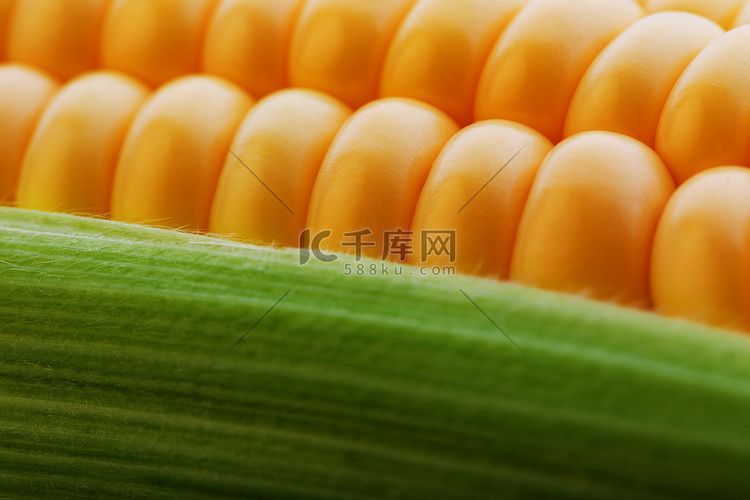 玉米粒特写，一排排新鲜成熟的黄