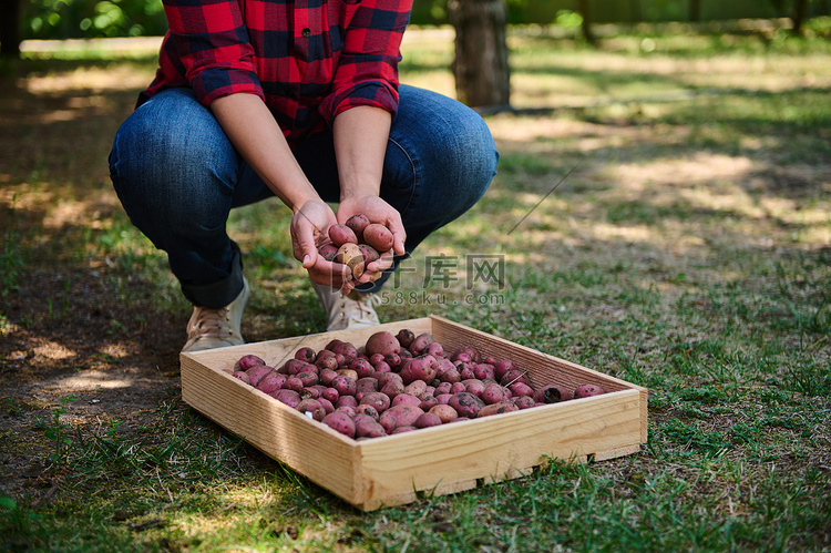 生态农场工人将新鲜挖出的土豆分
