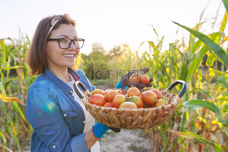 女农的菜园里放着一篮子西红柿，