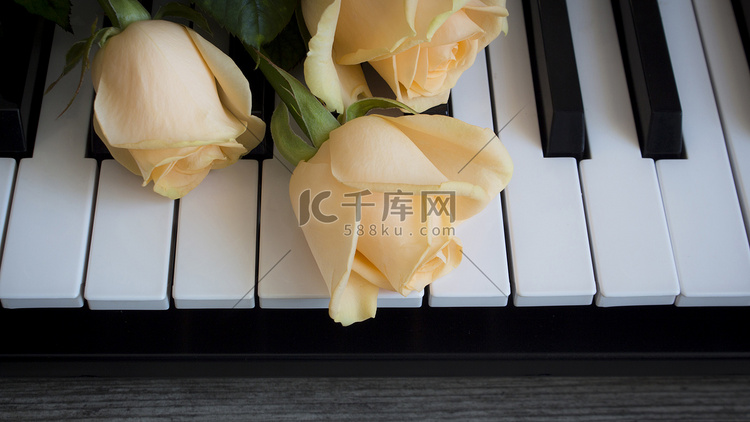 黑白钢琴键上的裸玫瑰，国际女性