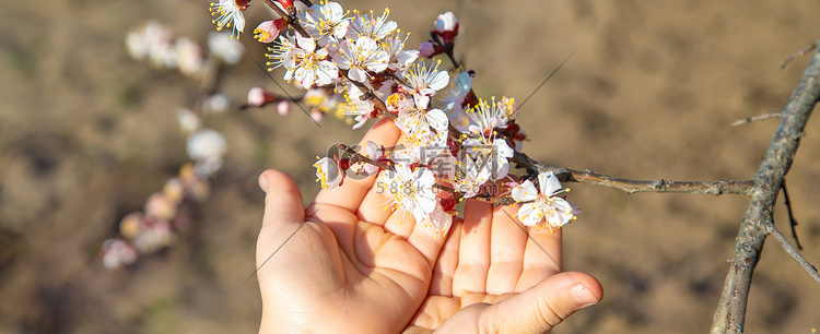 拿着开花的树枝的孩子的手。