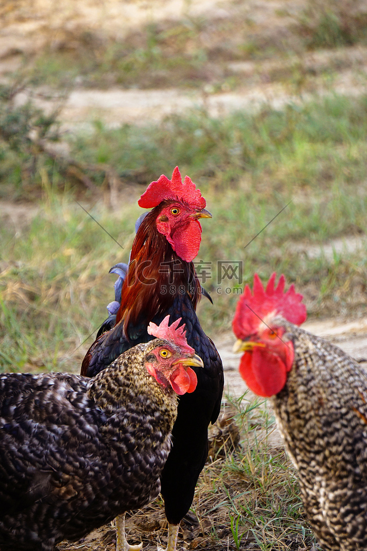 著名的德尼兹利母鸡公鸡在田野上