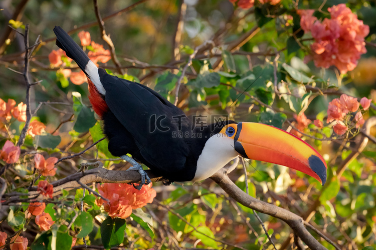 一只托科巨嘴鸟栖息在巴西南马托
