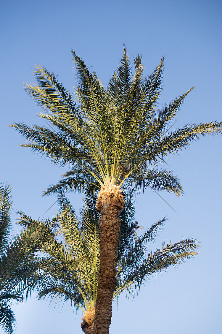 高大的棕榈树生长在一个充满异国